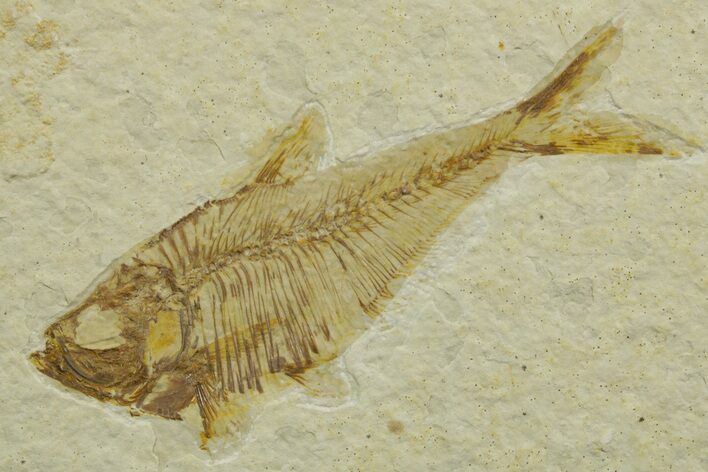 Detailed Fossil Fish (Diplomystus) - Wyoming #363904